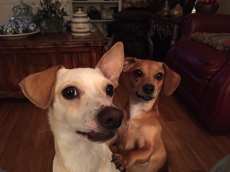 Desi and Lucu