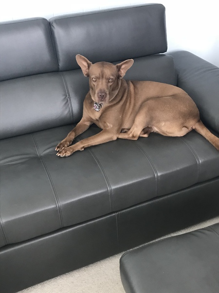 Hershey 