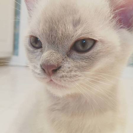 Coco 