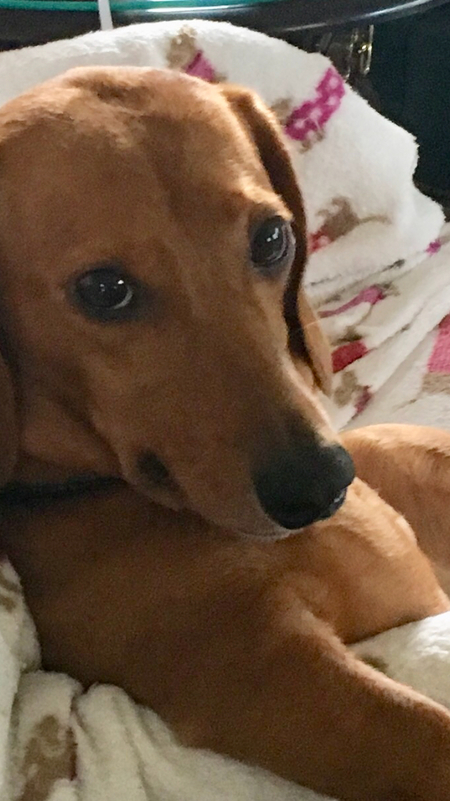 Harley