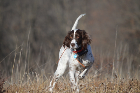  Franklin's Roux