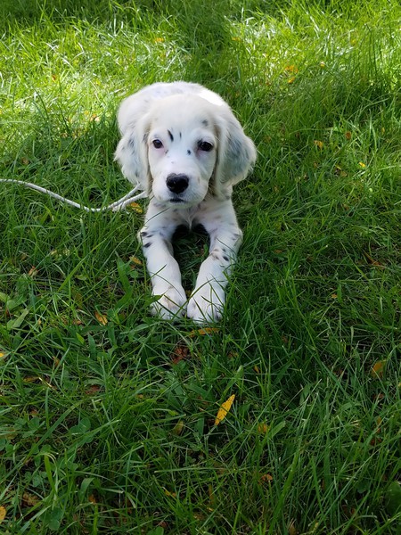 Piper