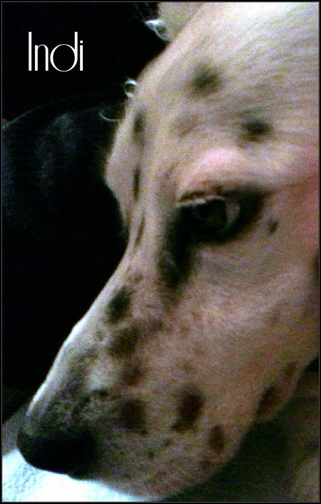 Indi