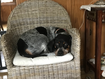 Hemi 