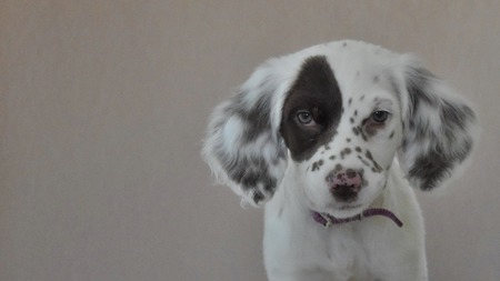 Bella