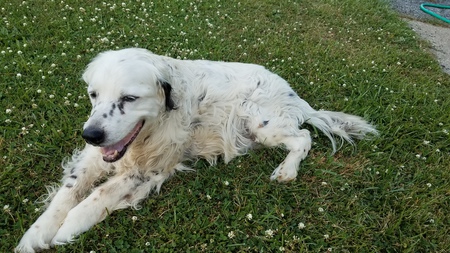 Petey 16 years old!!!