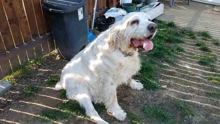Codee 14 yr old rescue