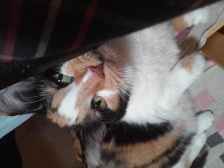 Lacey