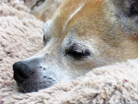 Poncho