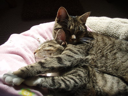Hannah & Teaguea