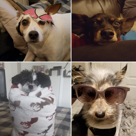 Dexter-Goober-Bane-Truffles