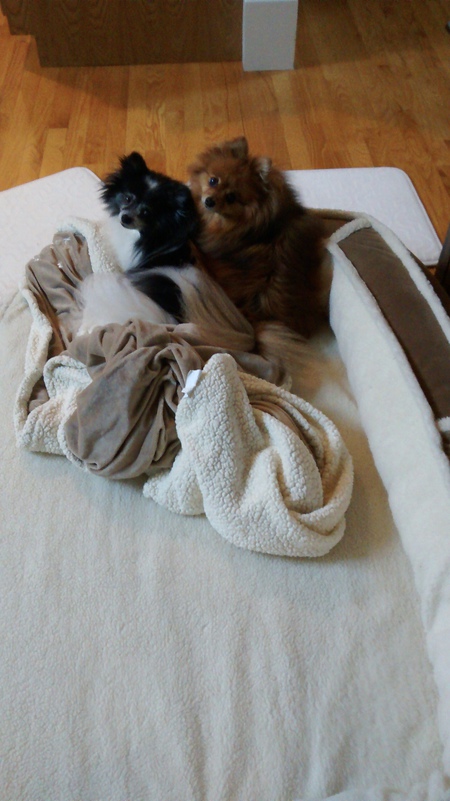 FurElise and Benjamin 