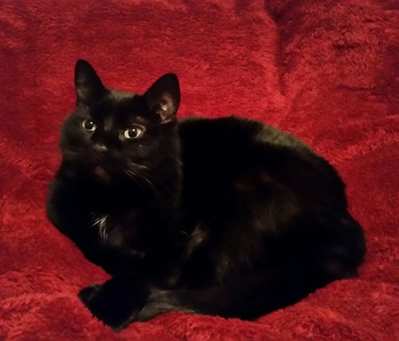 Pepper