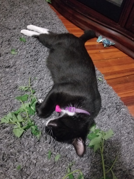 B. W. Tiny Cat