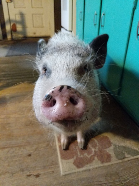 Ferdie