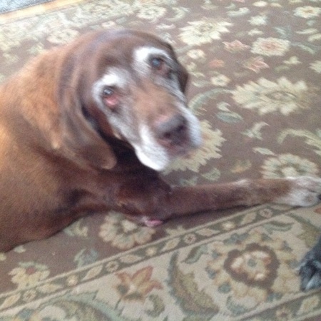 Hershey