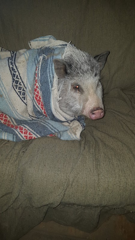 Ferdie