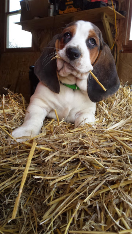 Dixie