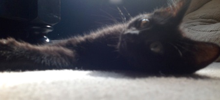 Tigress