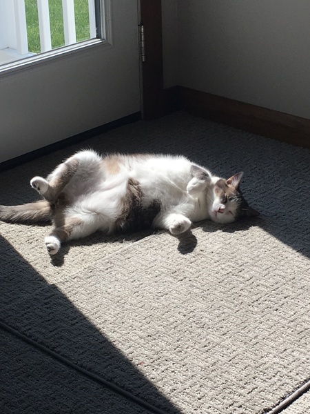 Gizmo