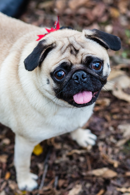 Otis