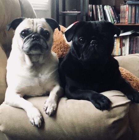 Tank and Gizmo