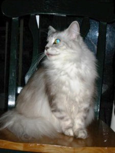 Smokey Coon's Azure Jewel of Firerose (Izzy)