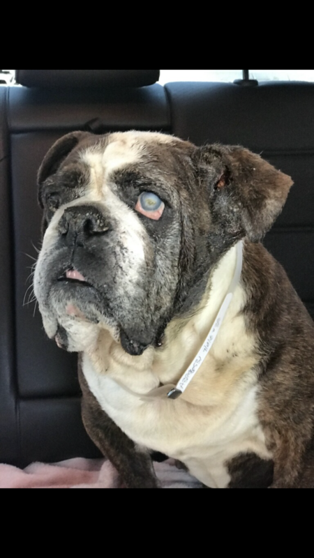 Belle
