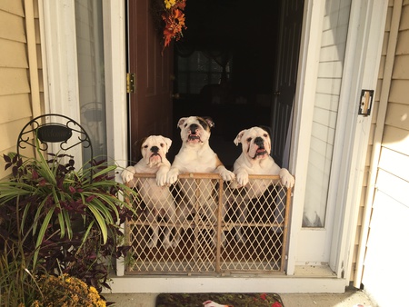Chopper, Aubrey,  & Diesel