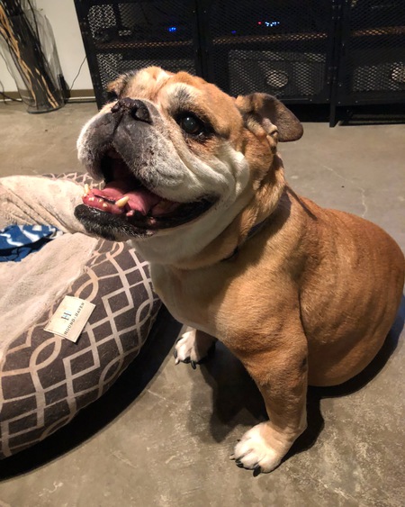 Petunia