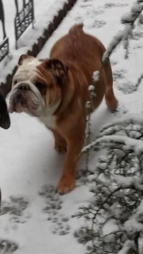 Pumba Bear Baby