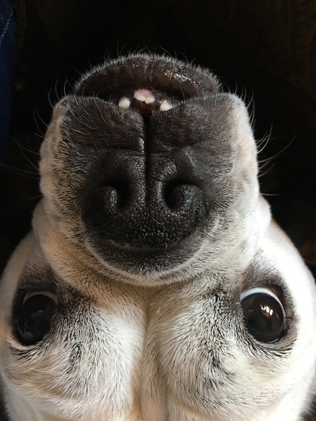 Lola