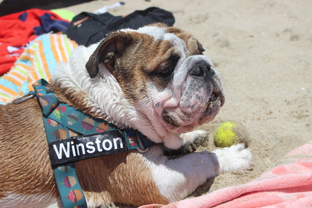 Winston 