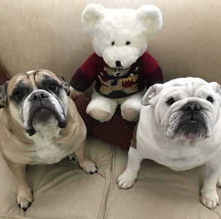Angus  & T-Bone