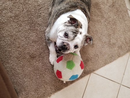 Ruckus