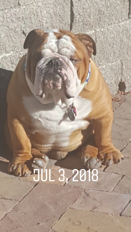 Brutus 