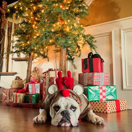 Gemma the Bully and her Holiday Cheer 