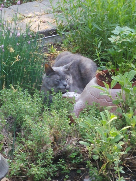 Whiskey hard at work gardening