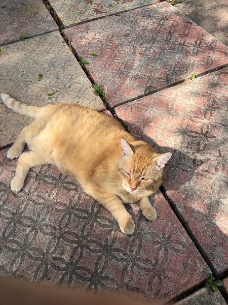 Gingie