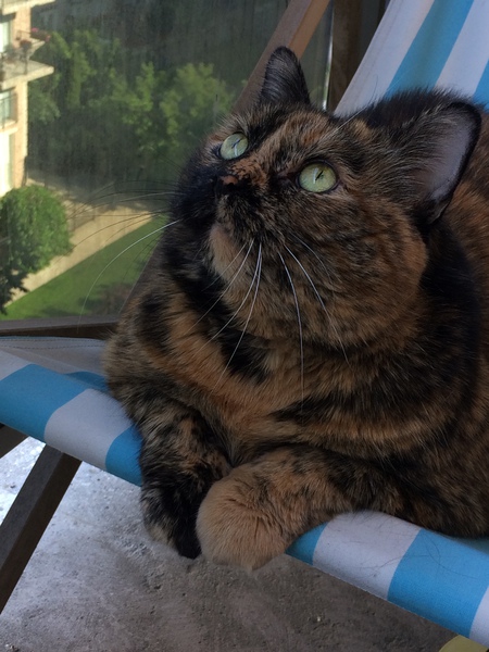 Bernice’s Birdwatching Beachchair 