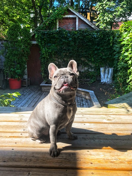 OLIVE THE BLUE 