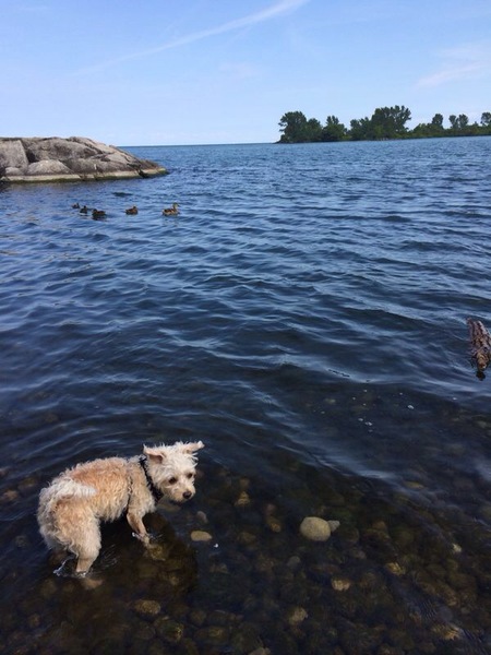 Dez  chasing the ducks, her fav summer activity ❤️