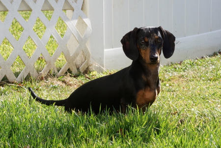 Dach