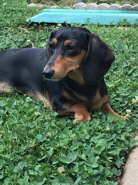 Lilly