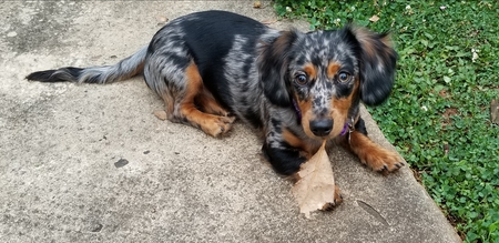 Roxie