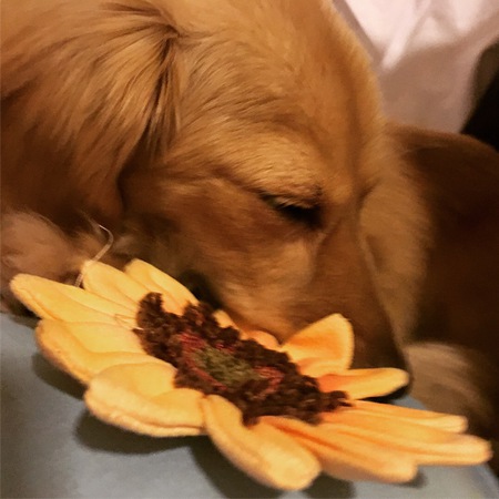 Daisy
