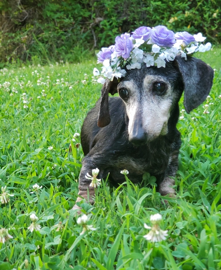 Veenie The Weenie 