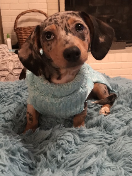 Queen Charlotte the Mini Wiener