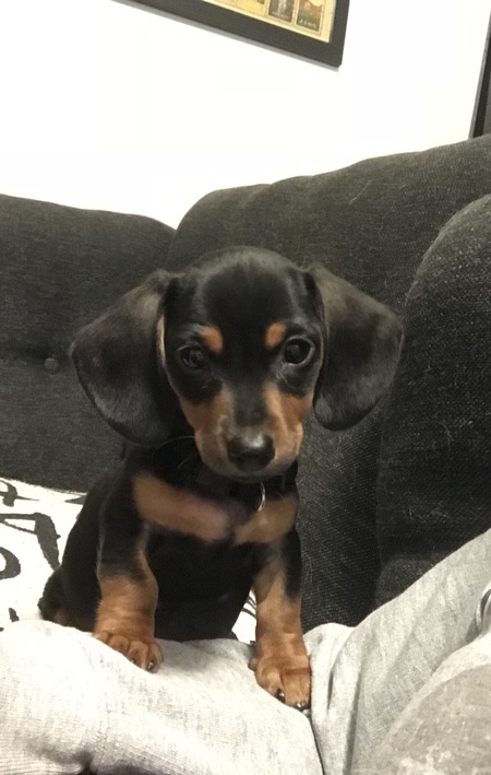 Hank