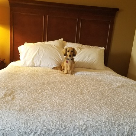 Stella